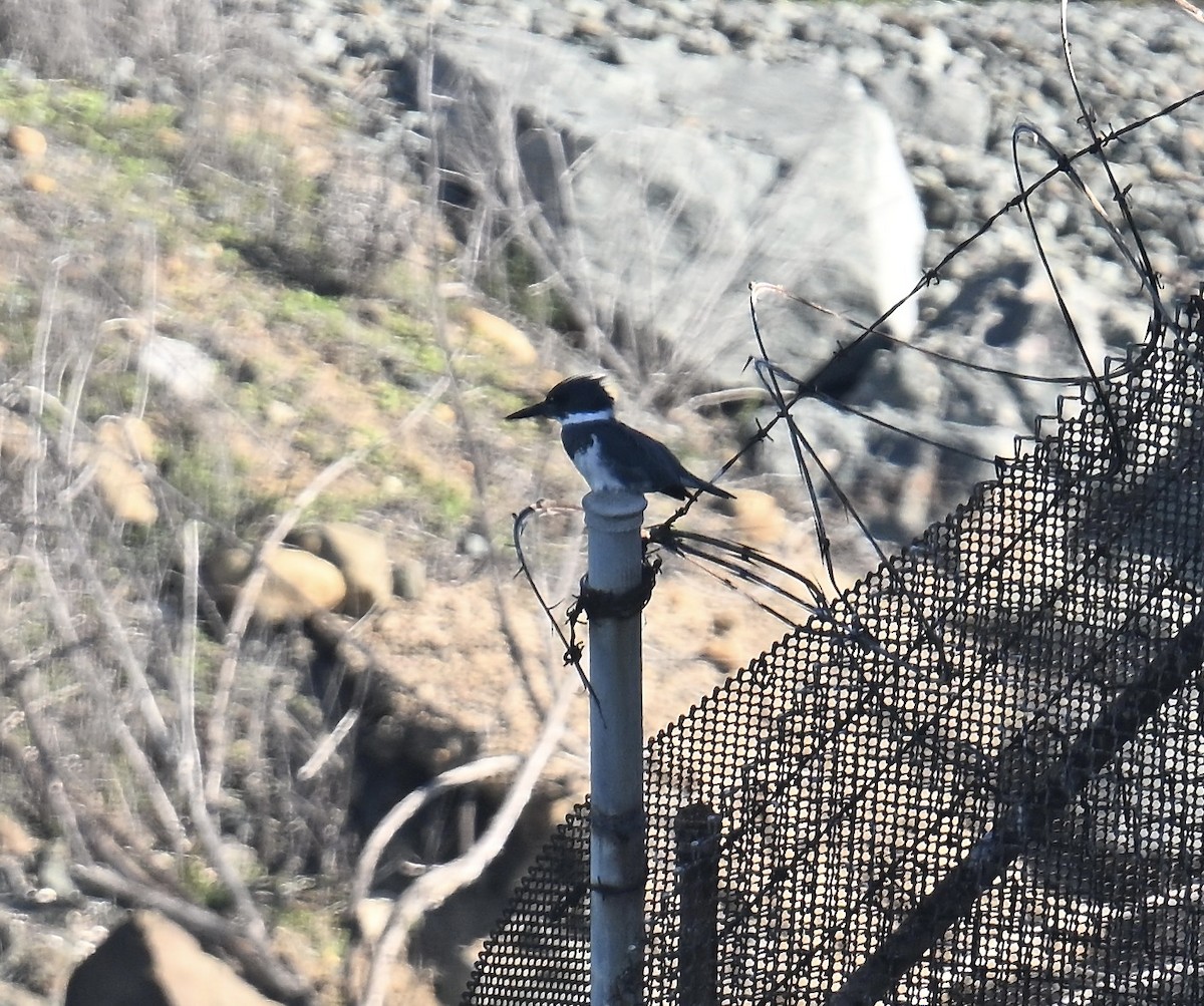 Belted Kingfisher - ML646598586