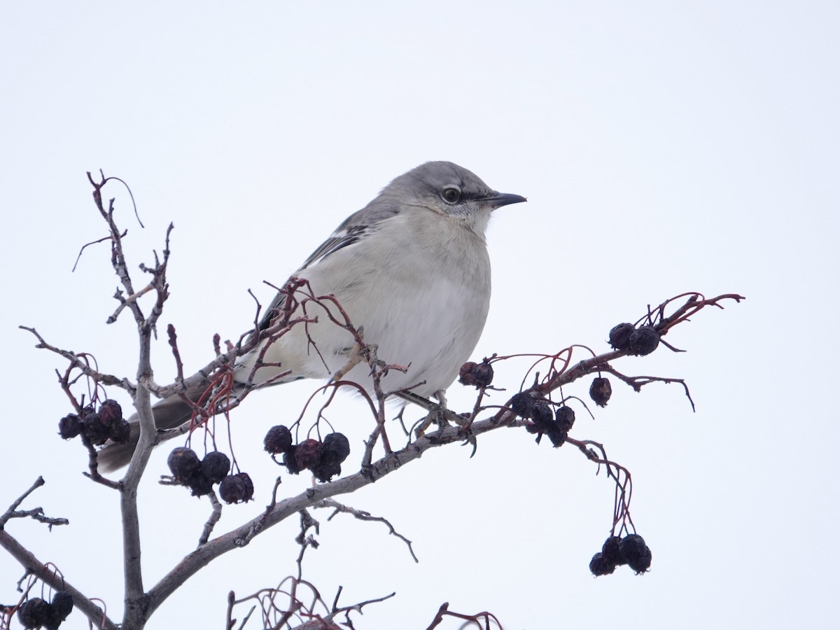 drozdec mnohohlasý - ML646598587