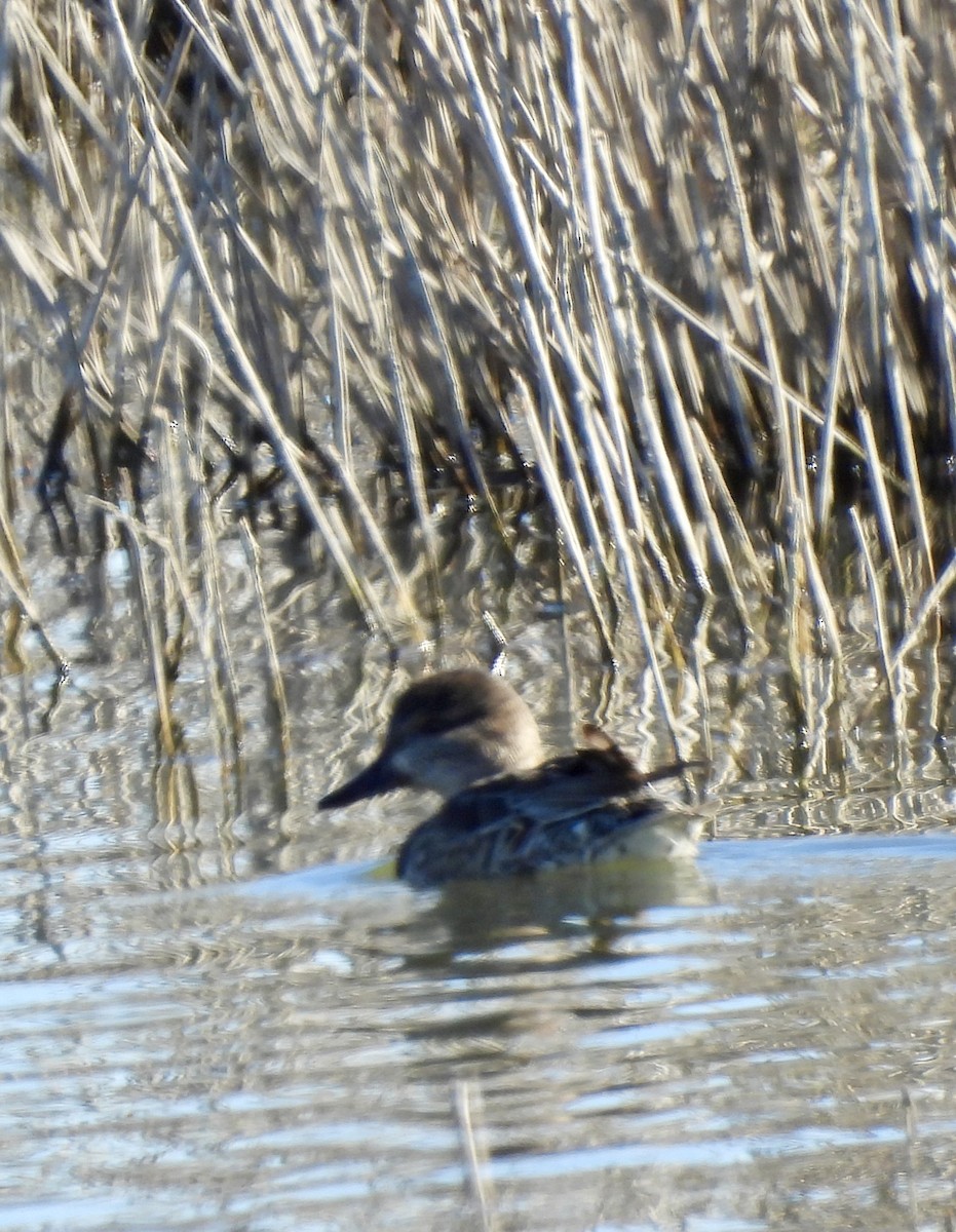 Zertzeta arrunta - ML646598588