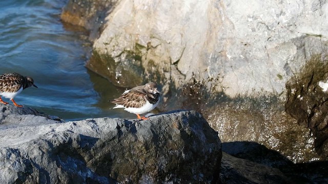 Крем'яшник звичайний - ML646598592