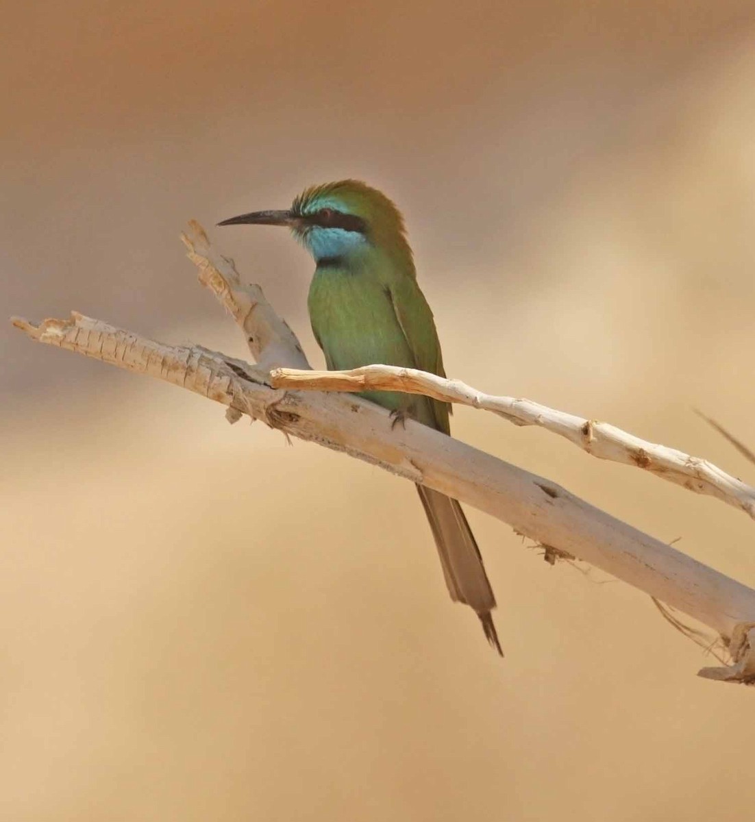 Arabian Green Bee-eater - ML646598594