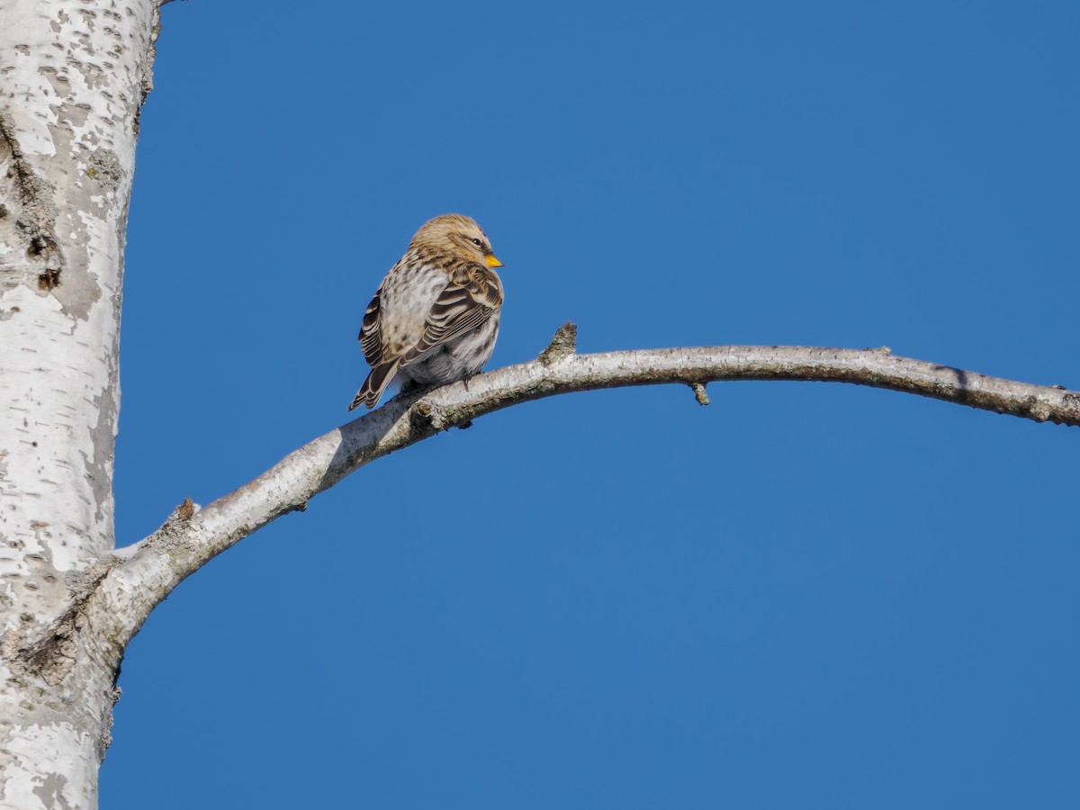 Redpoll - ML646598595