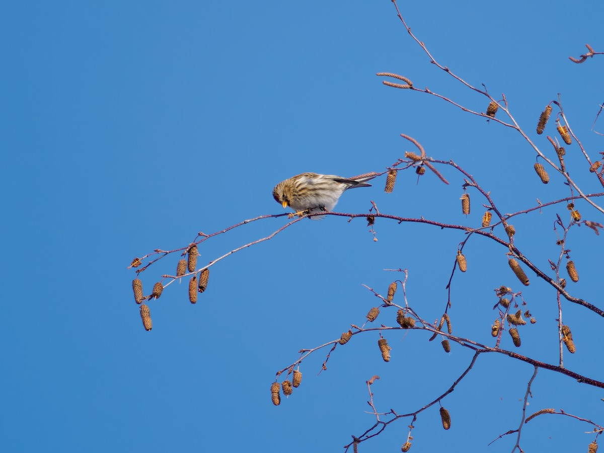 Redpoll - ML646598597