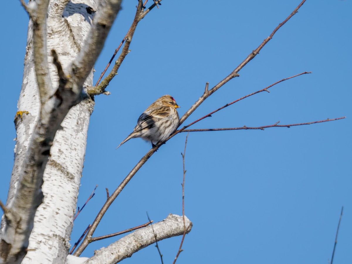 Redpoll - ML646598598