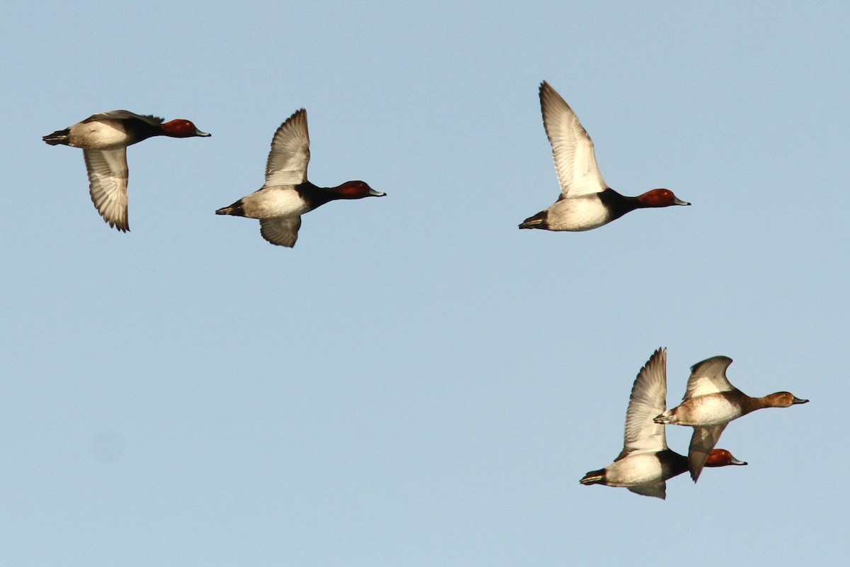 Fuligule à tête rouge - ML646598600