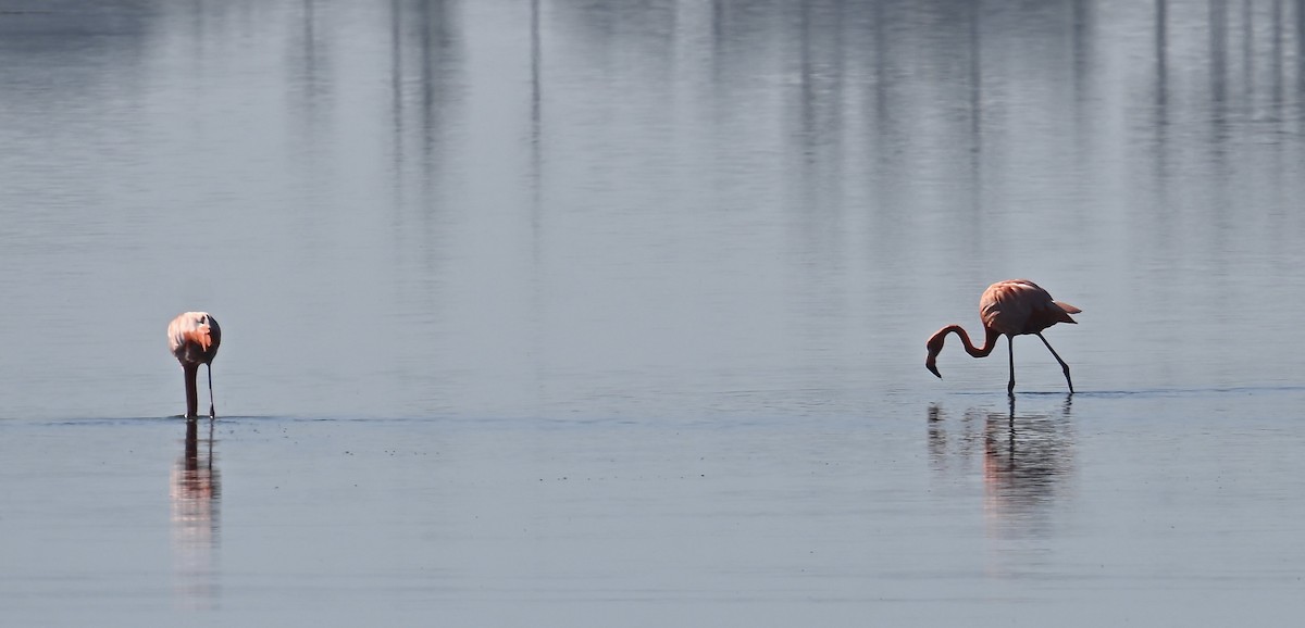 American Flamingo - ML646598603