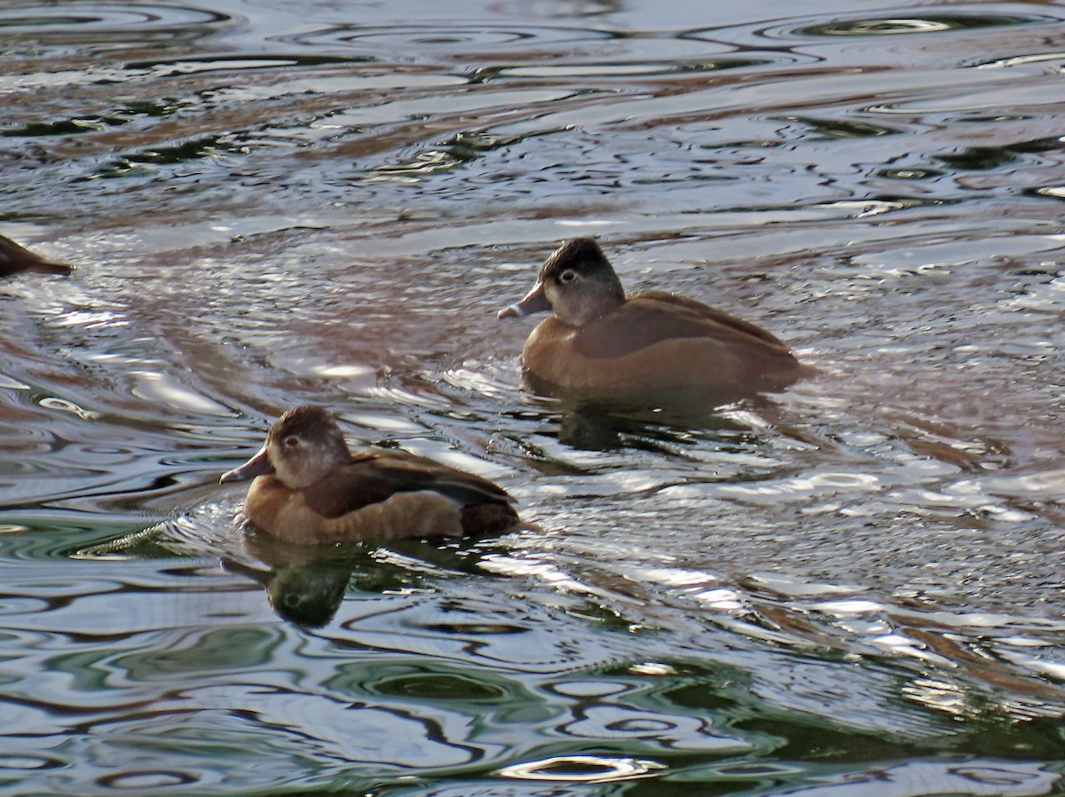 polák proužkozobý - ML646598604