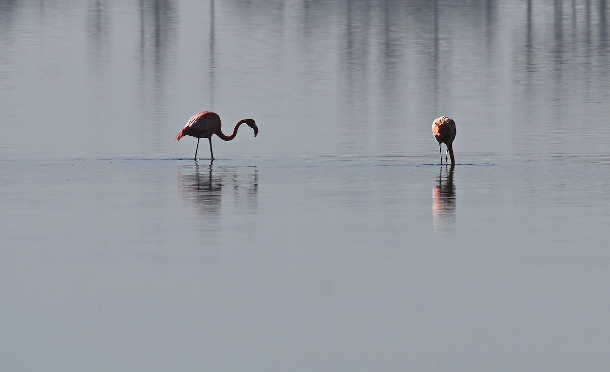 American Flamingo - ML646598605