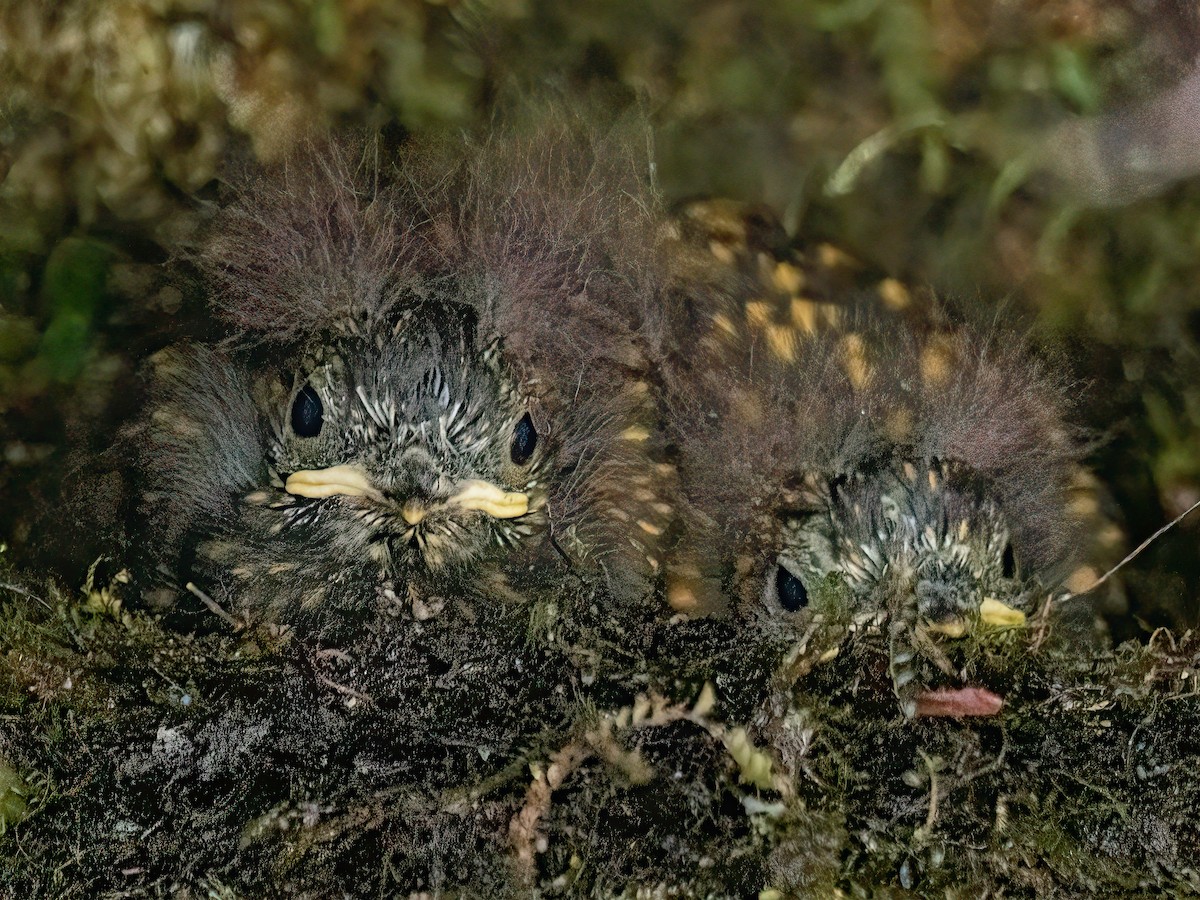 Lyre-tailed Nightjar - ML646598609