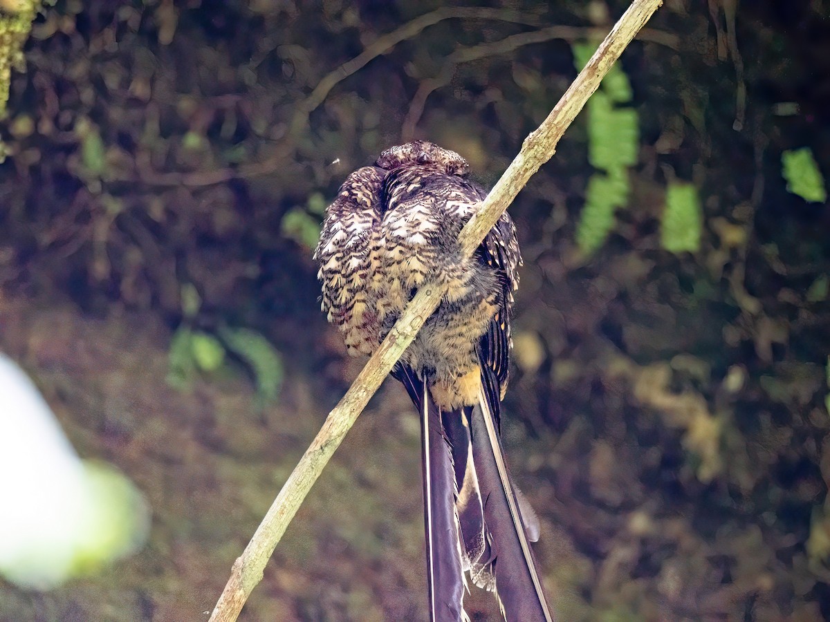 Lyre-tailed Nightjar - ML646598610