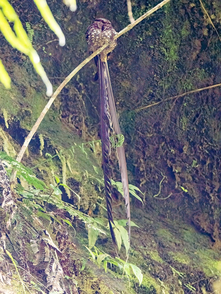 Lyre-tailed Nightjar - ML646598611