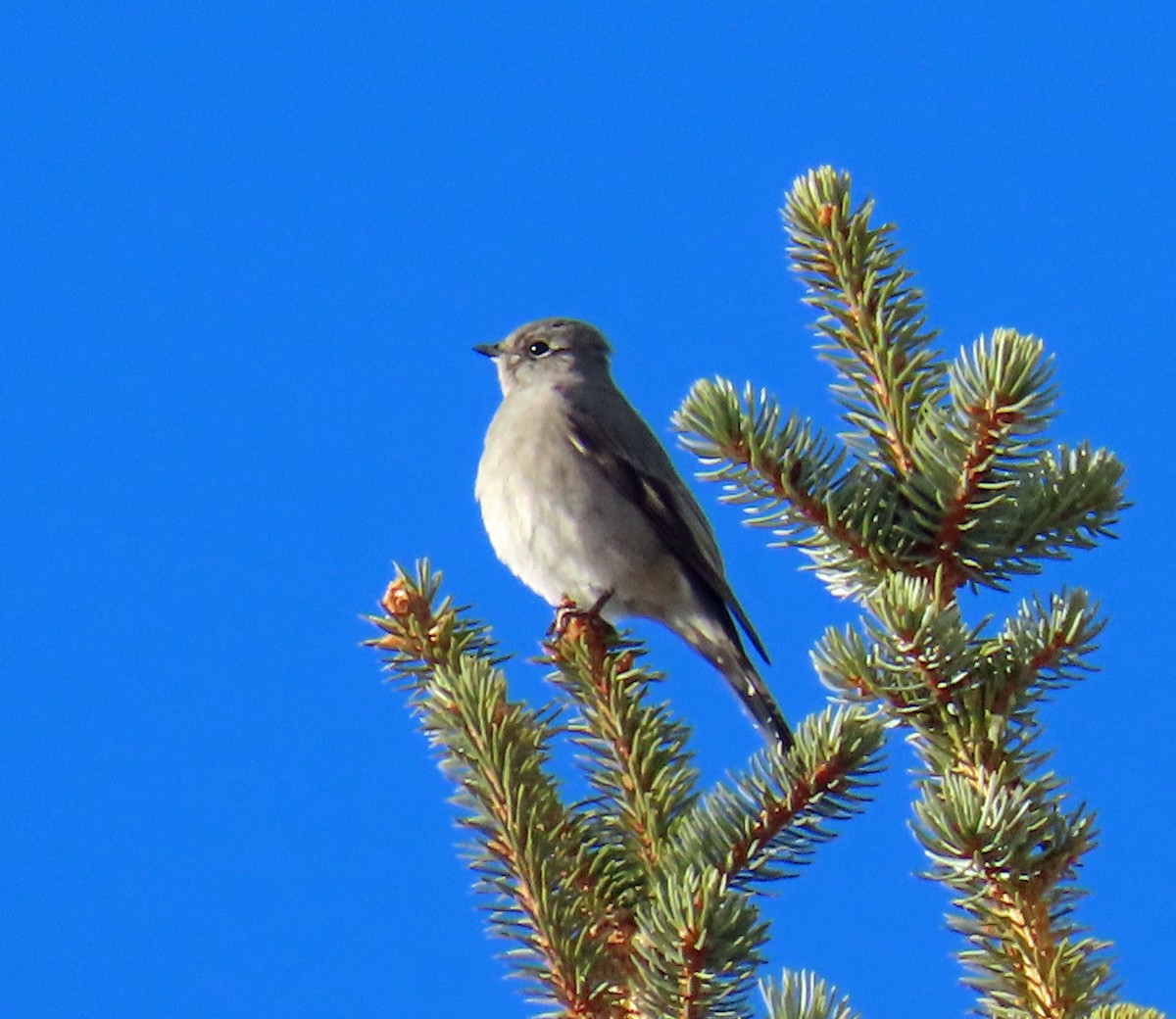 lesňák západní - ML646598612