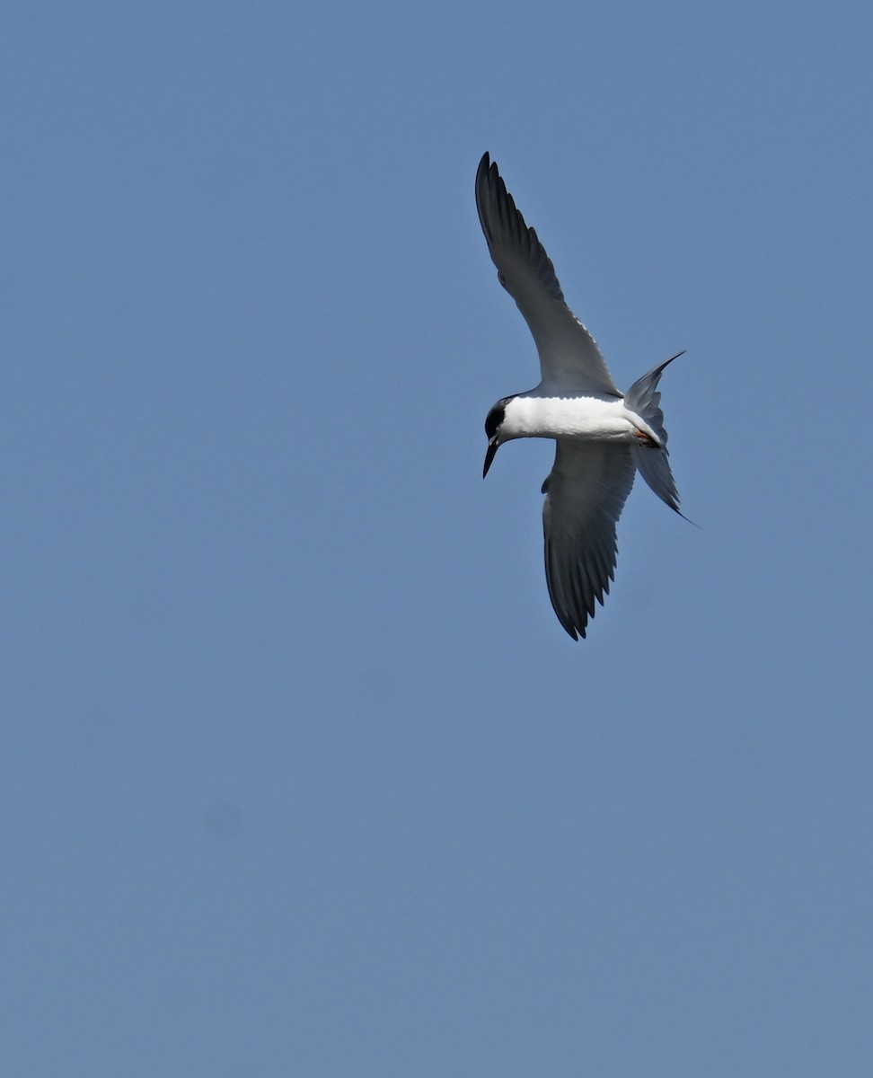 Forster's Tern - ML646598613
