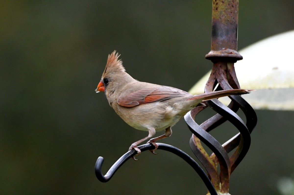 Northern Cardinal - ML646598617