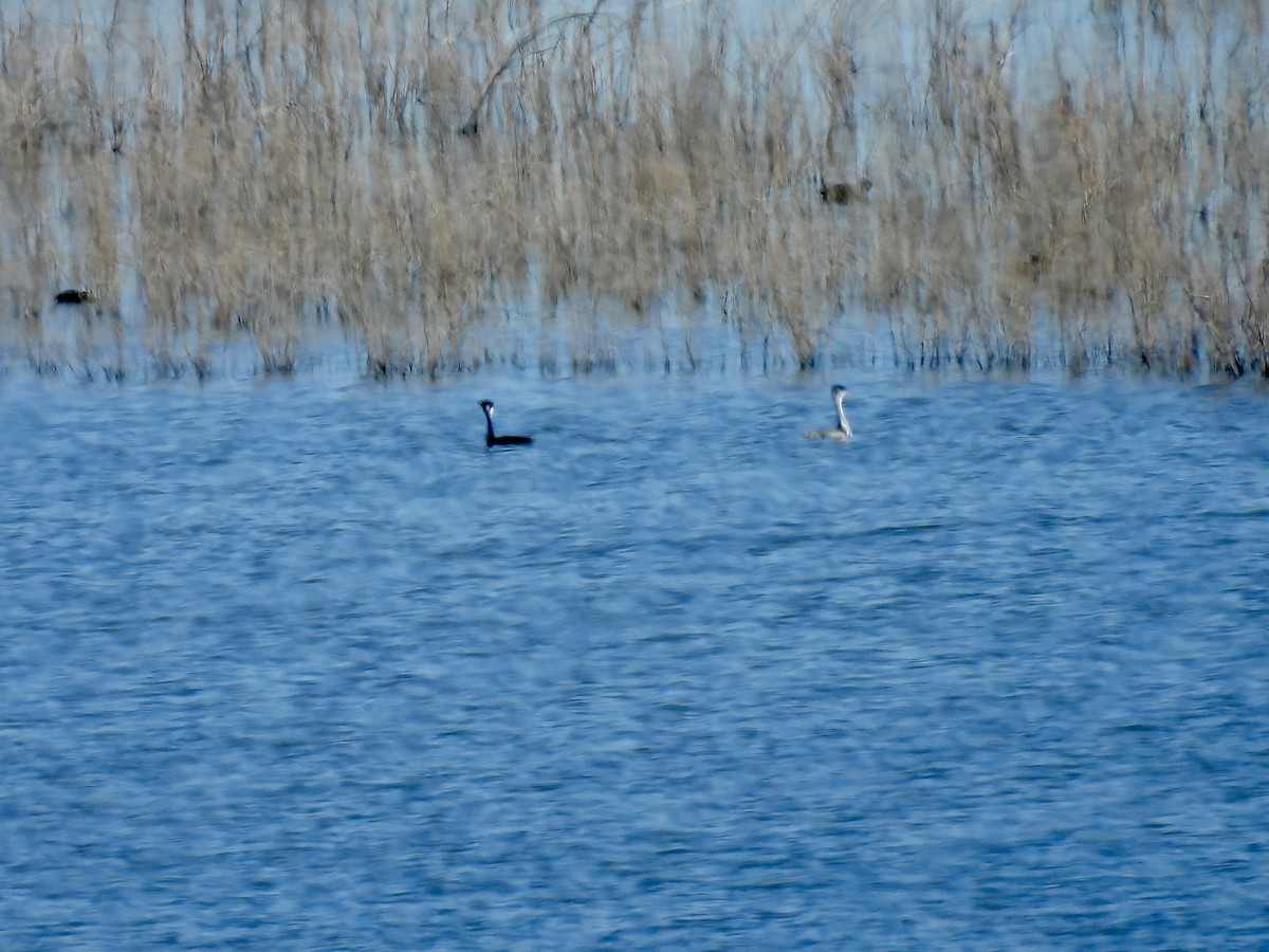 Murgil mendebaldarra - ML646598618