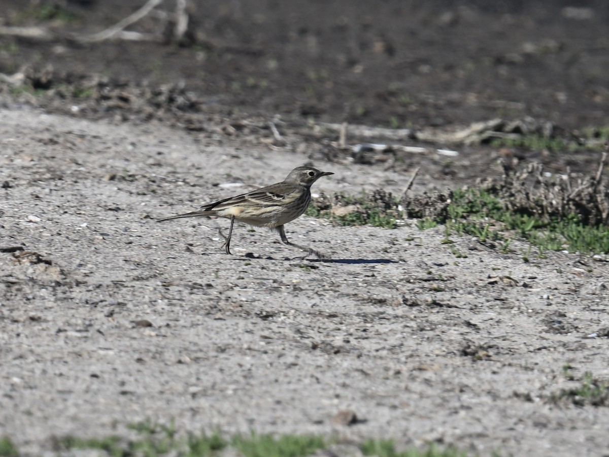 American Pipit - ML646598620