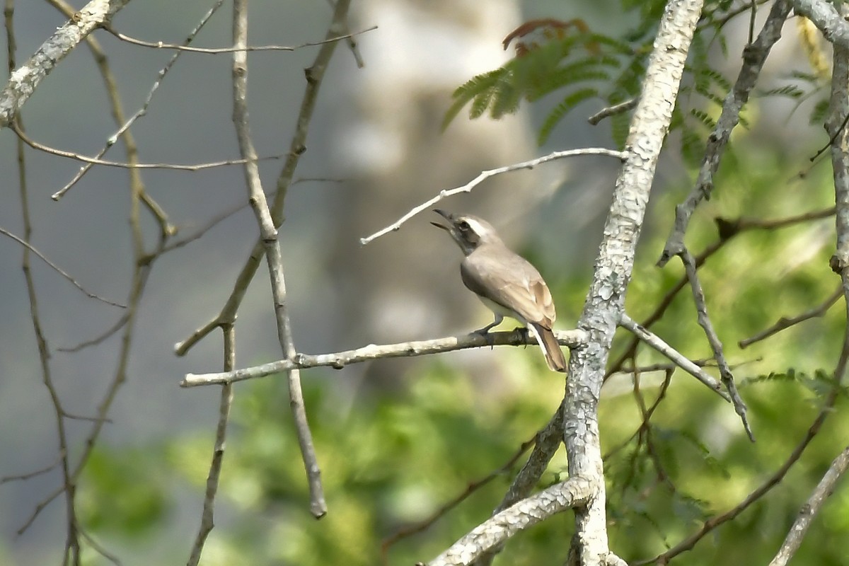 Common Woodshrike - ML646598621