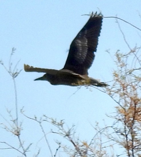 Amiltxori arrunta - ML646598632