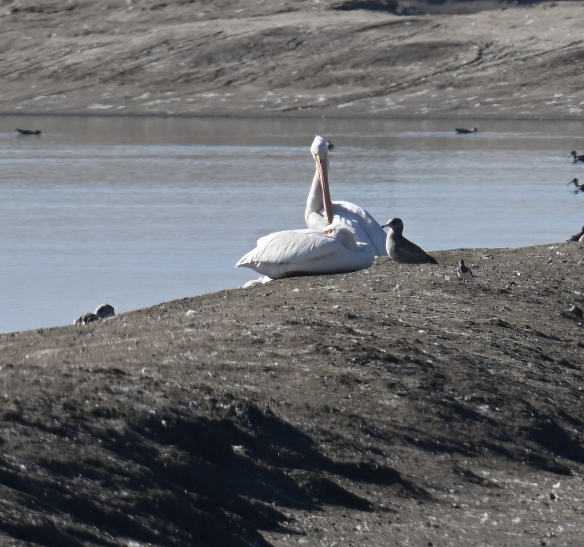American White Pelican - ML646598633