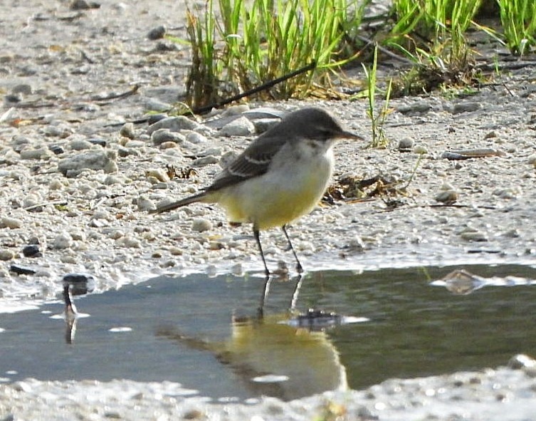 wagtail sp. - ML646598634
