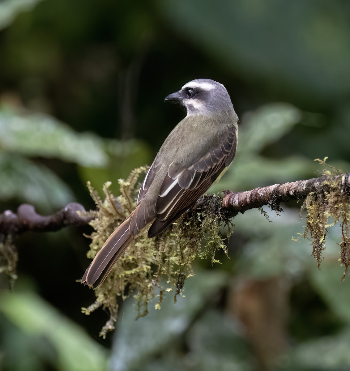 Tyran à ventre d'or - ML646598635