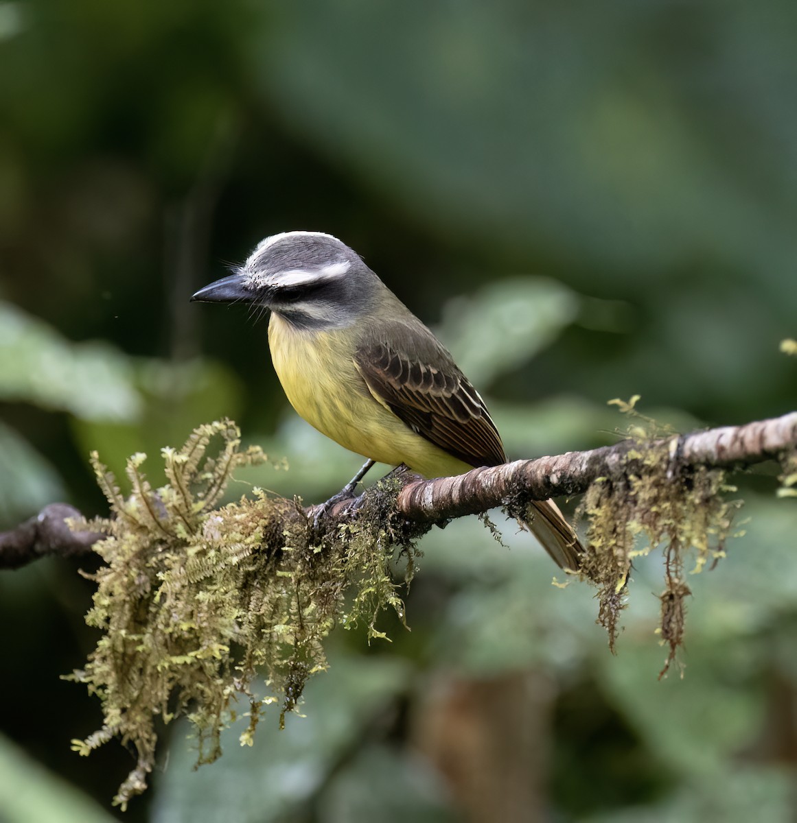 Tyran à ventre d'or - ML646598636