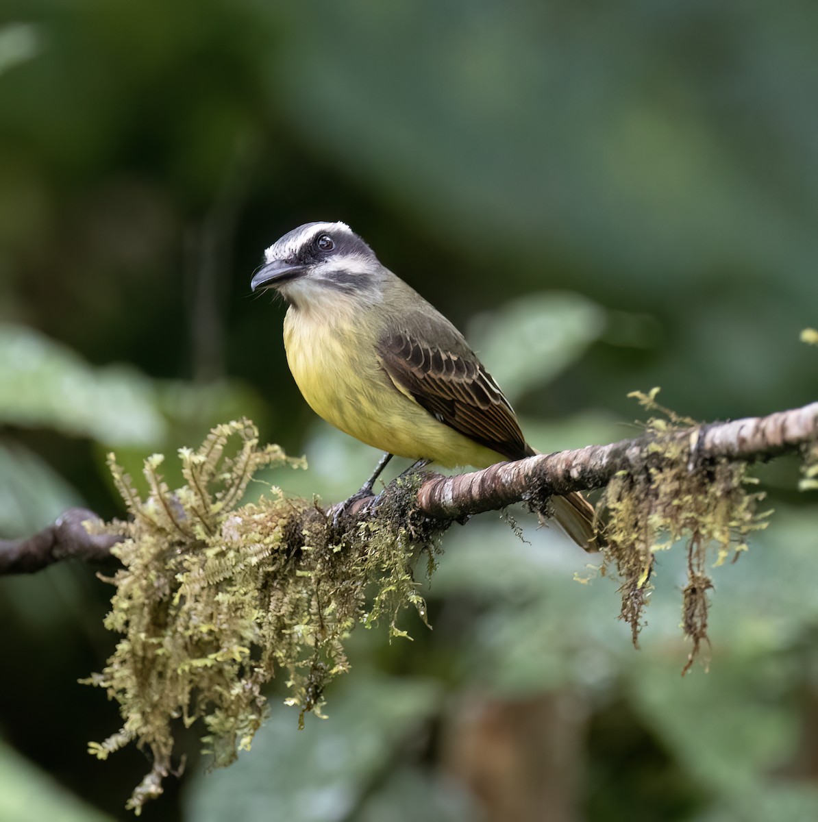 Tyran à ventre d'or - ML646598637