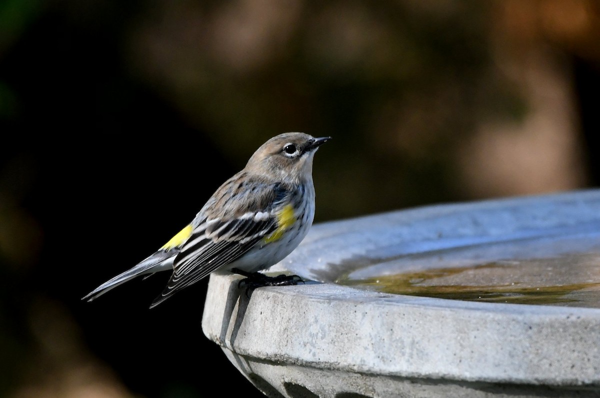 Yellow-rumped Warbler - ML646598639