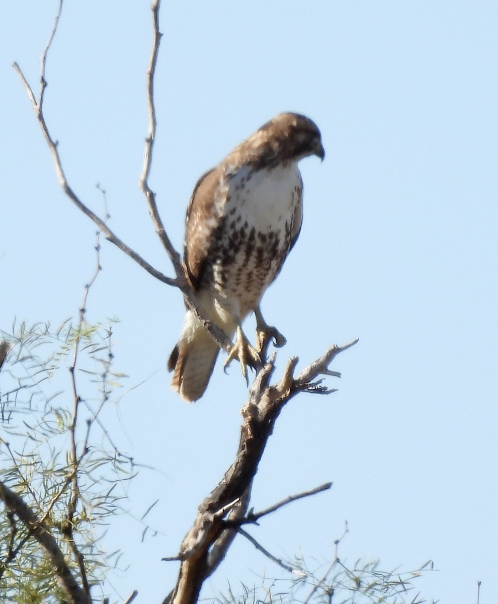 Zapelatz buztangorria - ML646598640