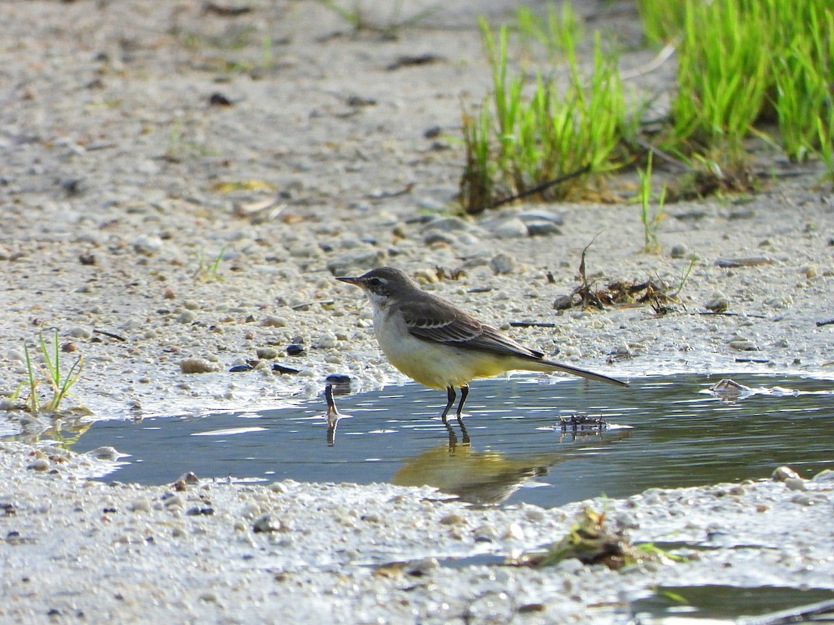 wagtail sp. - ML646598642