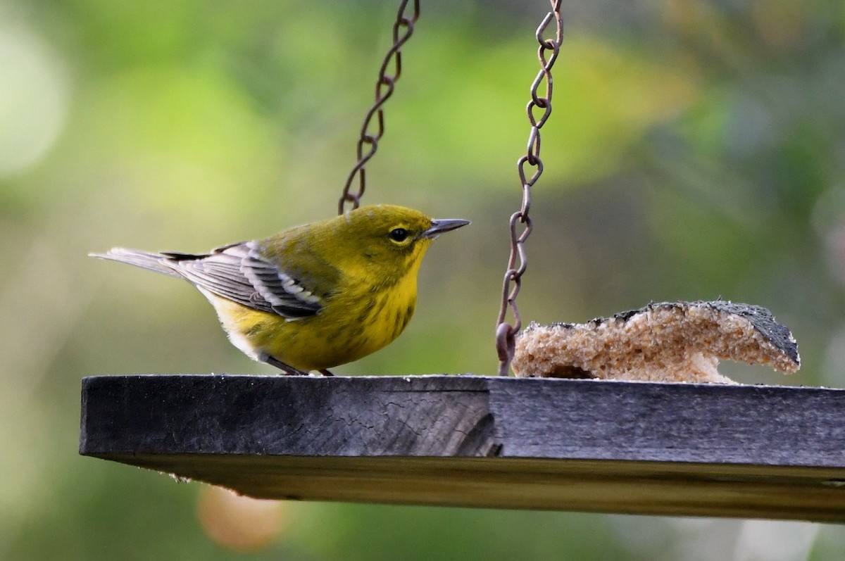 Pine Warbler - ML646598646