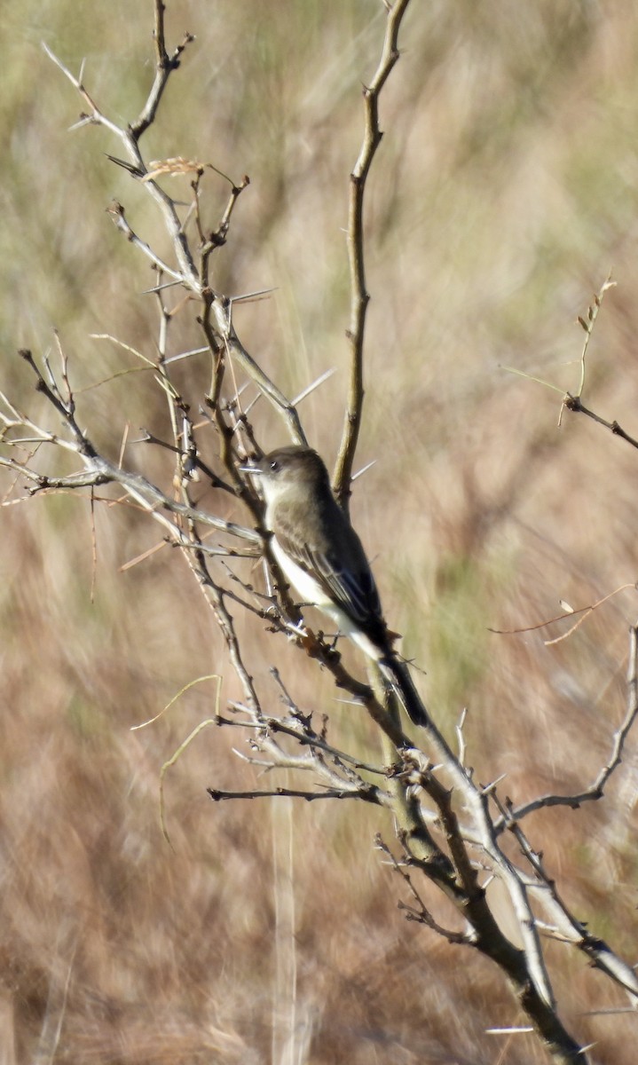 Eastern Phoebe - ML646598648