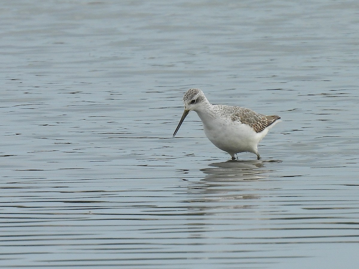 Teichwasserläufer - ML646598649