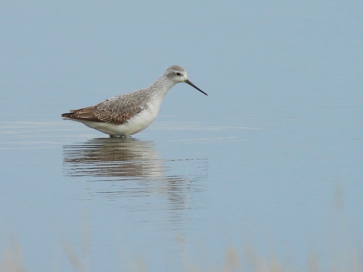 Teichwasserläufer - ML646598650