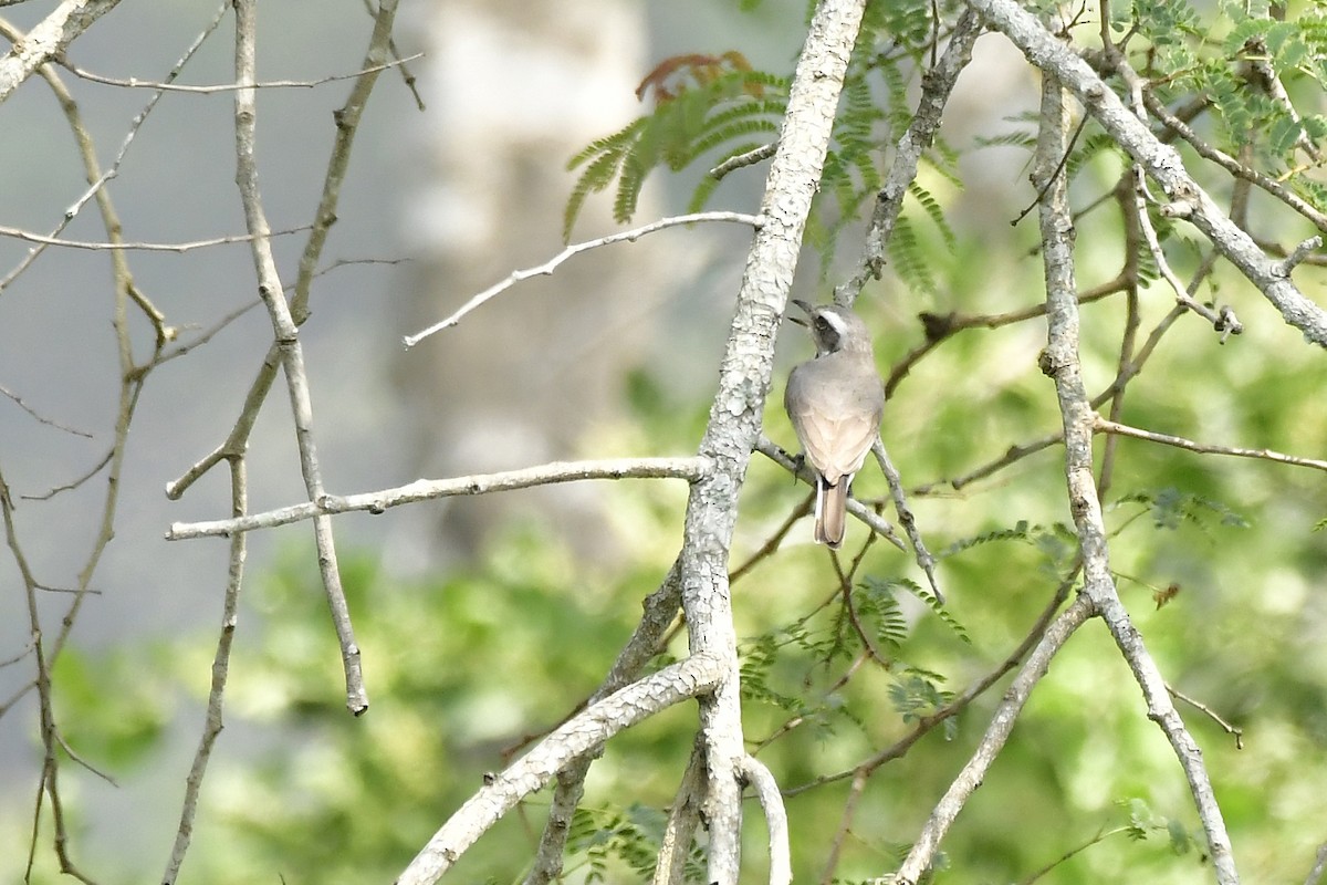 Common Woodshrike - ML646598651