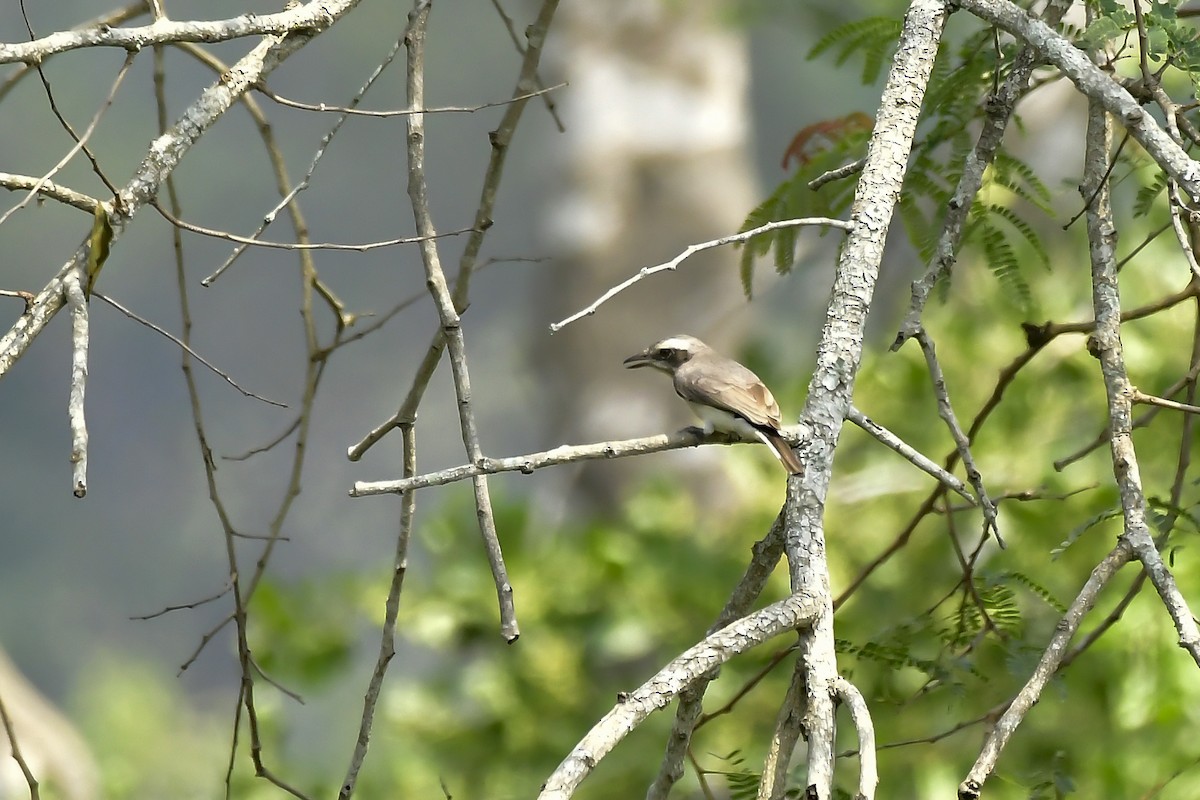 Common Woodshrike - ML646598652