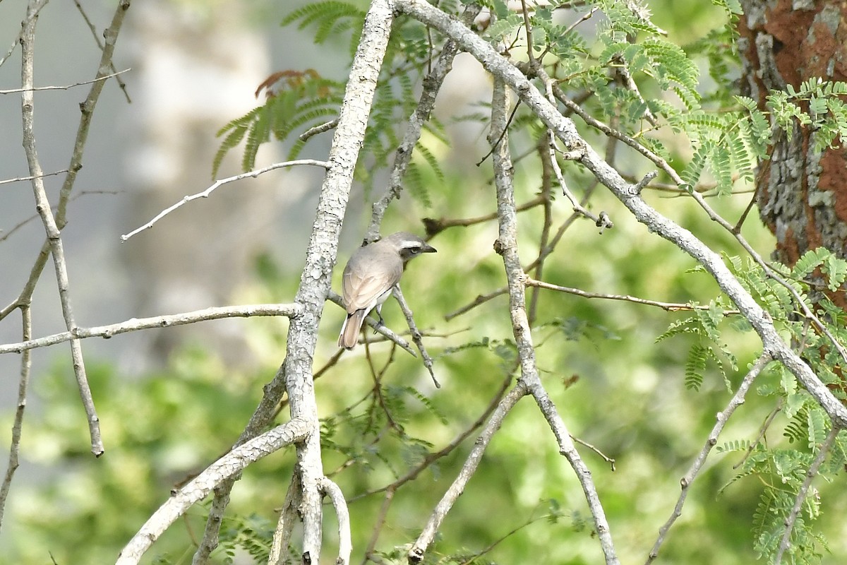 Common Woodshrike - ML646598653