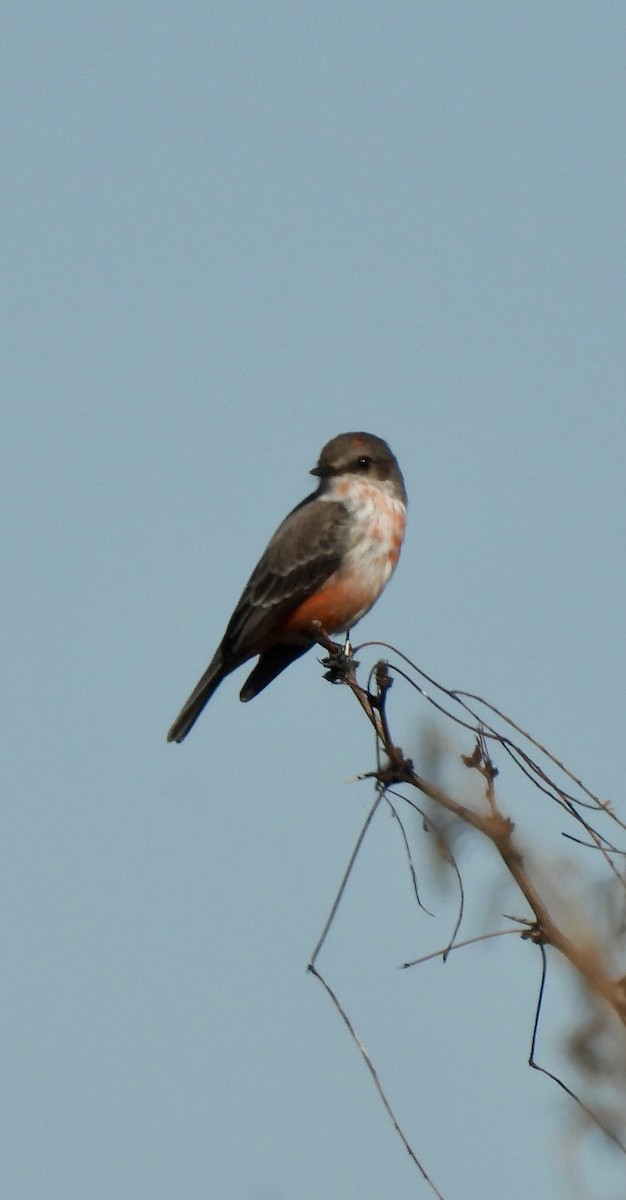 Vermilion Flycatcher - ML646598654