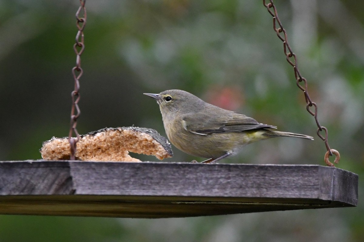 Orange-crowned Warbler - ML646598655