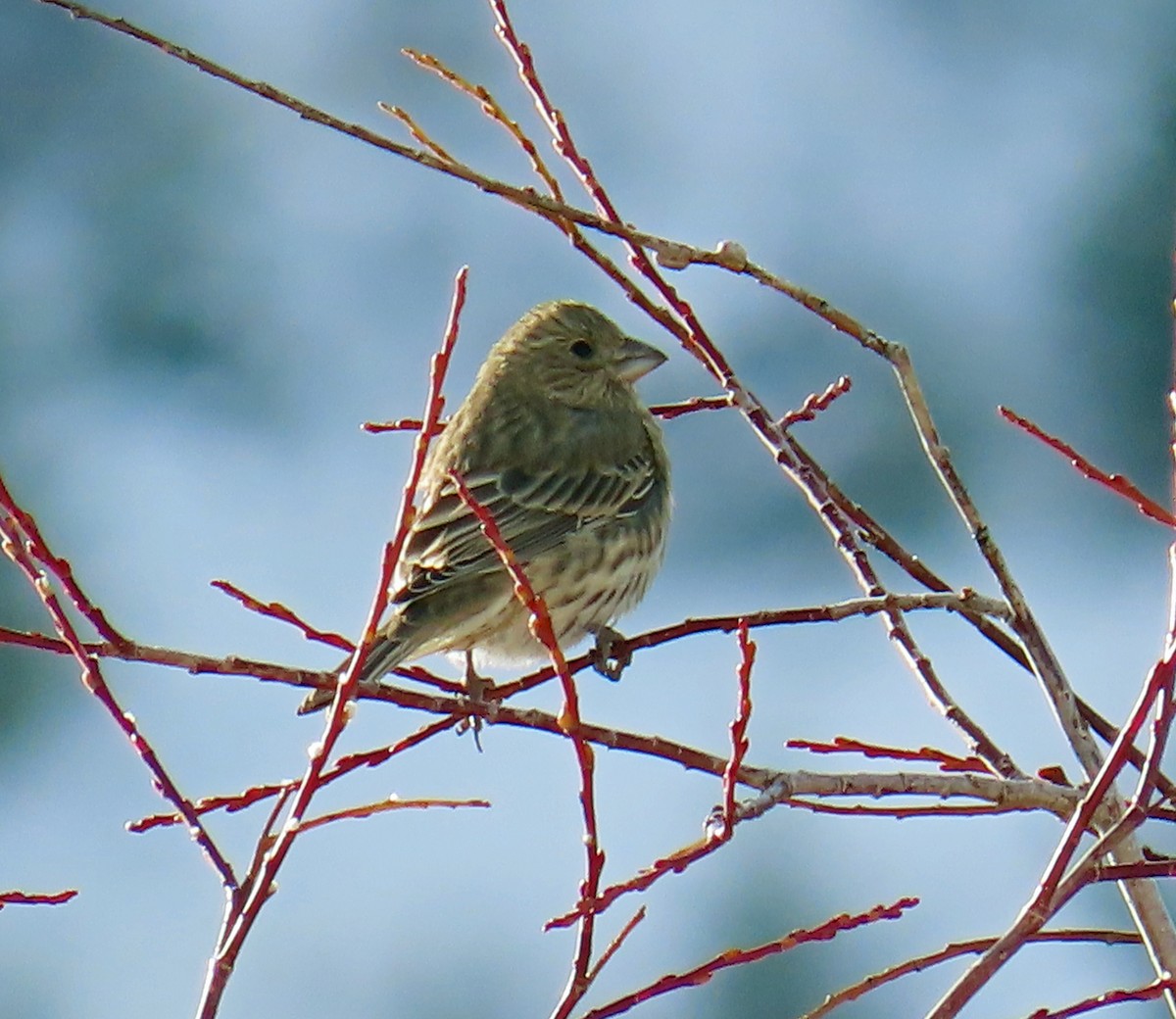 hýl rudoprsý - ML646598657