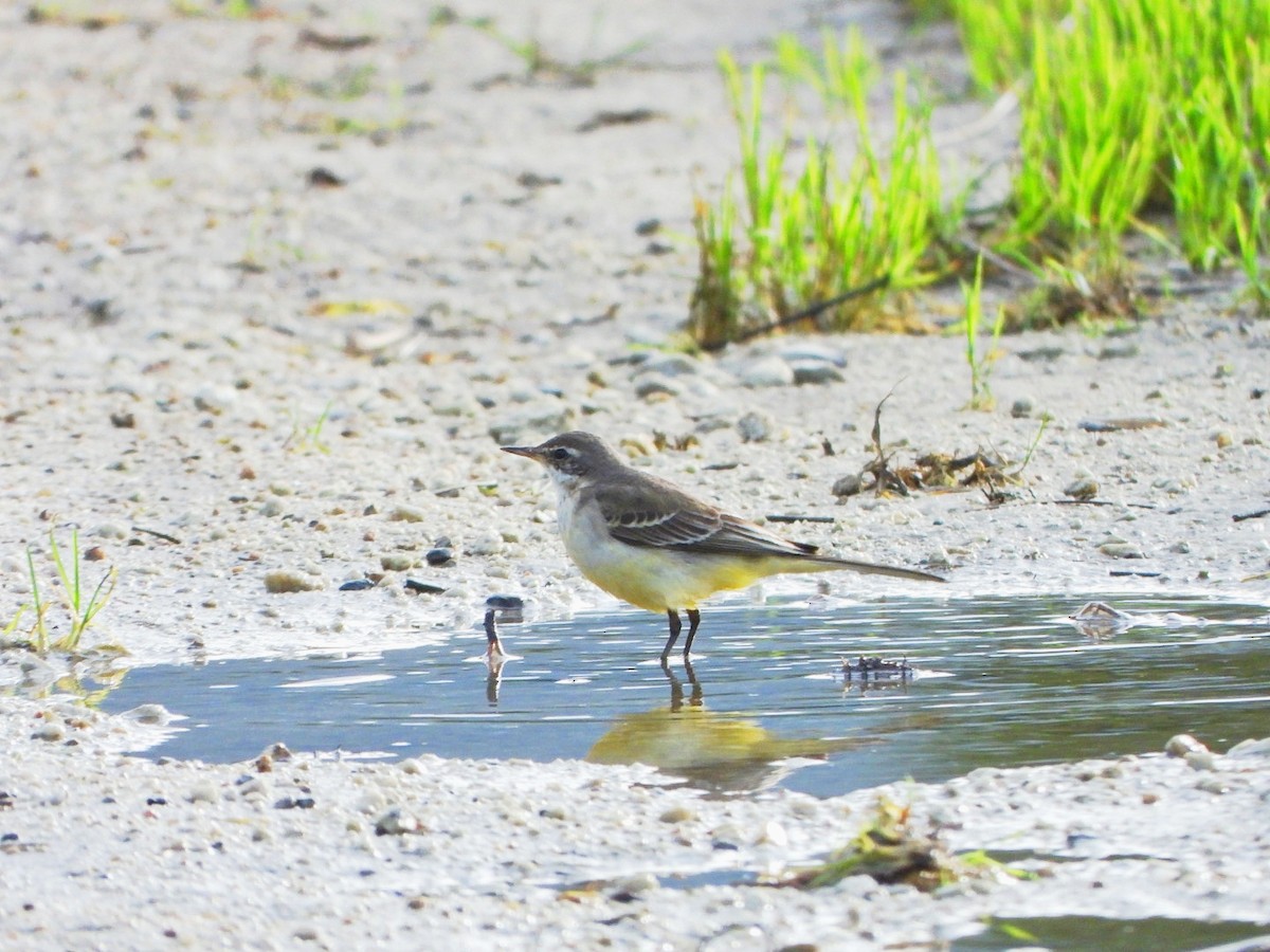 wagtail sp. - ML646598658