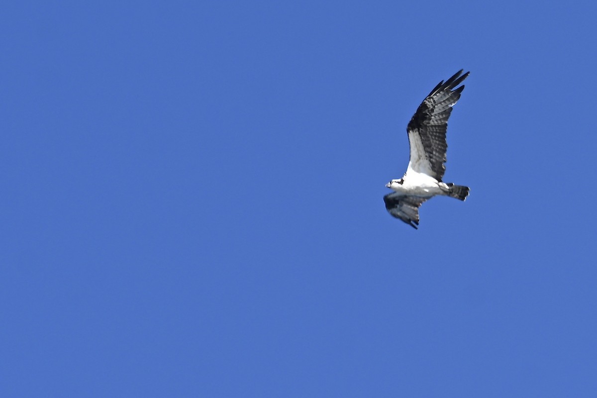 Osprey - ML646598666