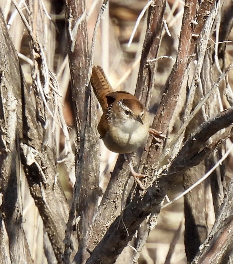 Zingira-txepetxa - ML646598674