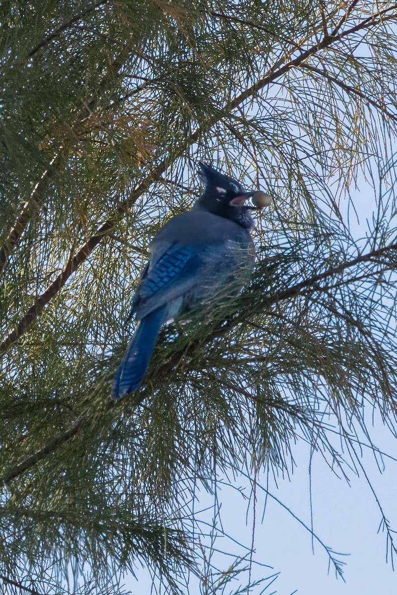 Steller's Jay - ML646598675