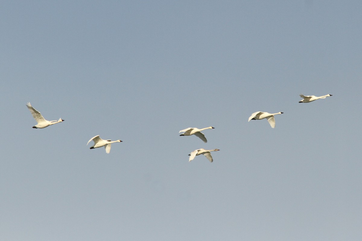 Cygne siffleur - ML646598676