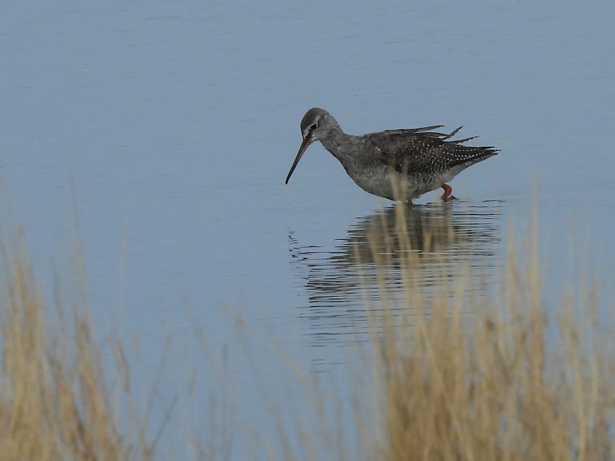 Dunkelwasserläufer - ML646598679