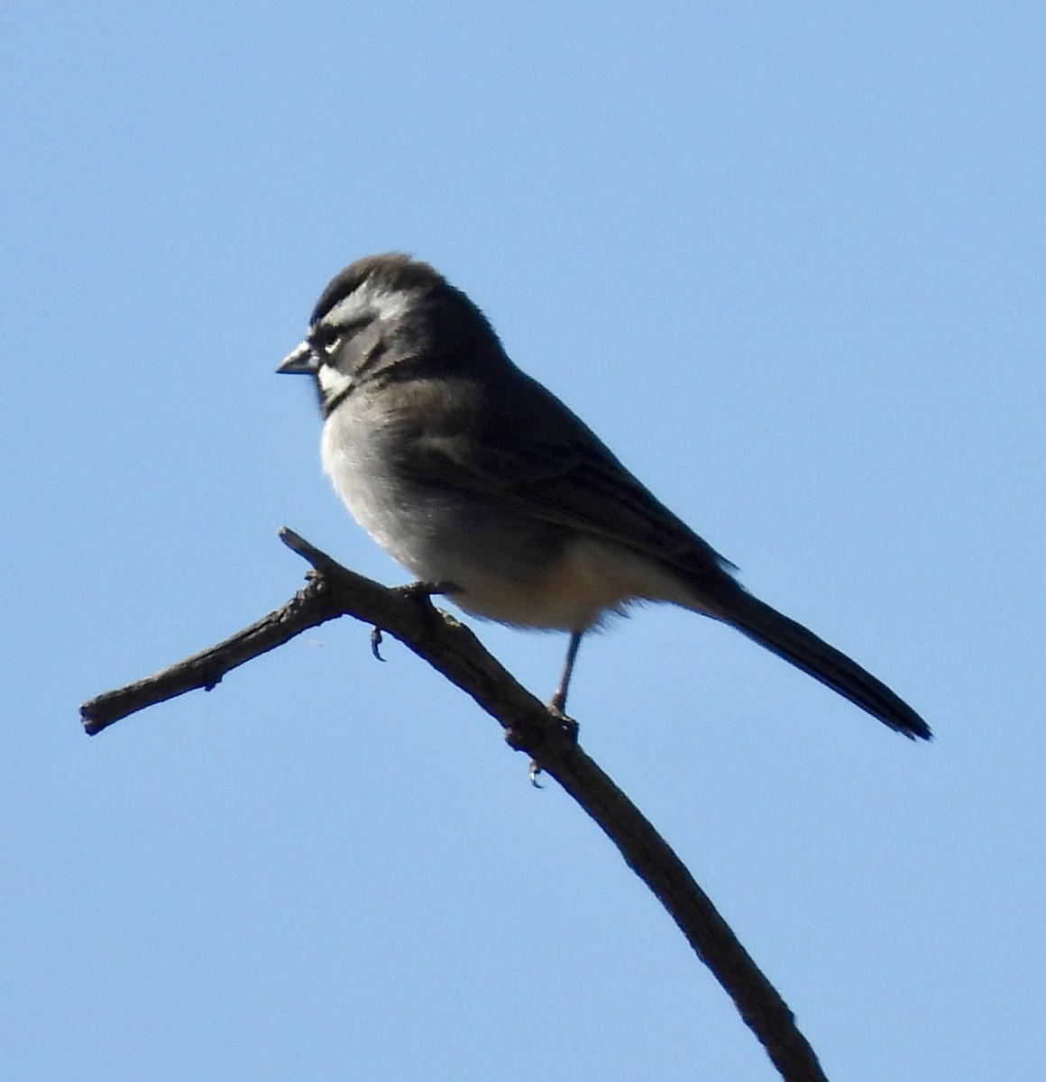 Black-throated Sparrow - ML646598680