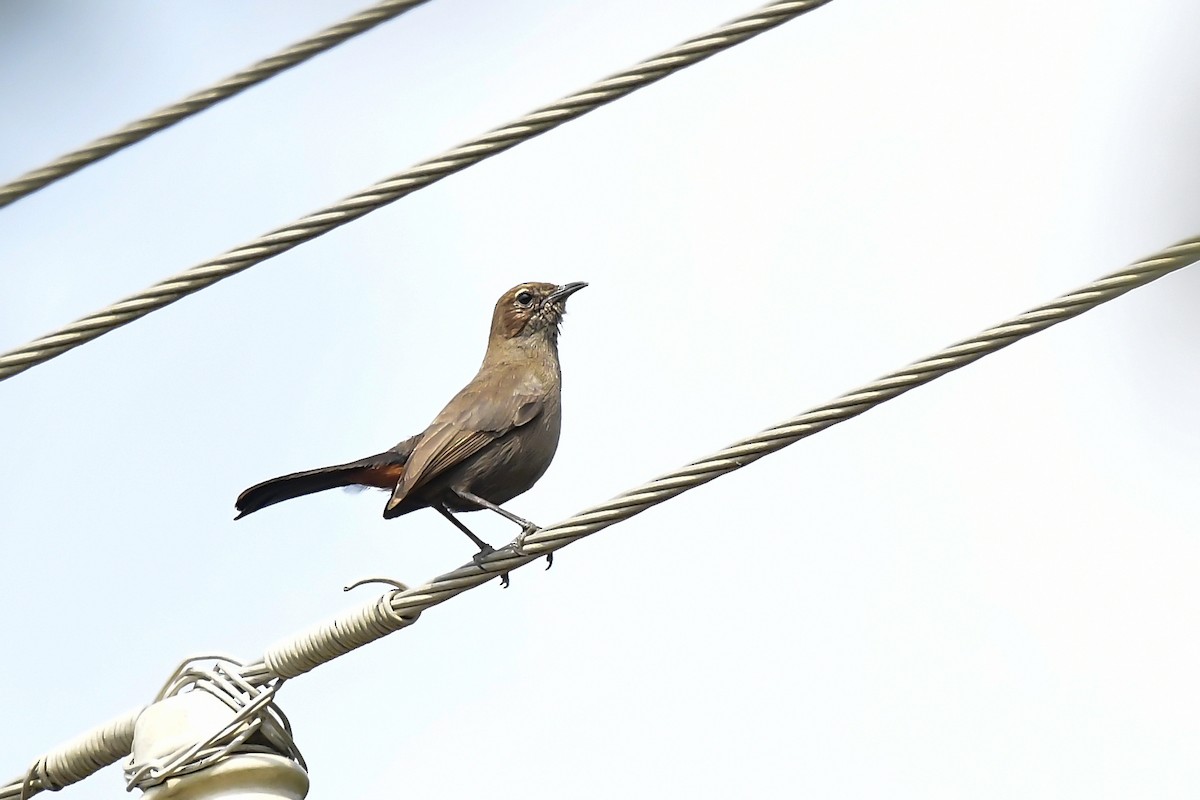 Indian Robin - ML646598681