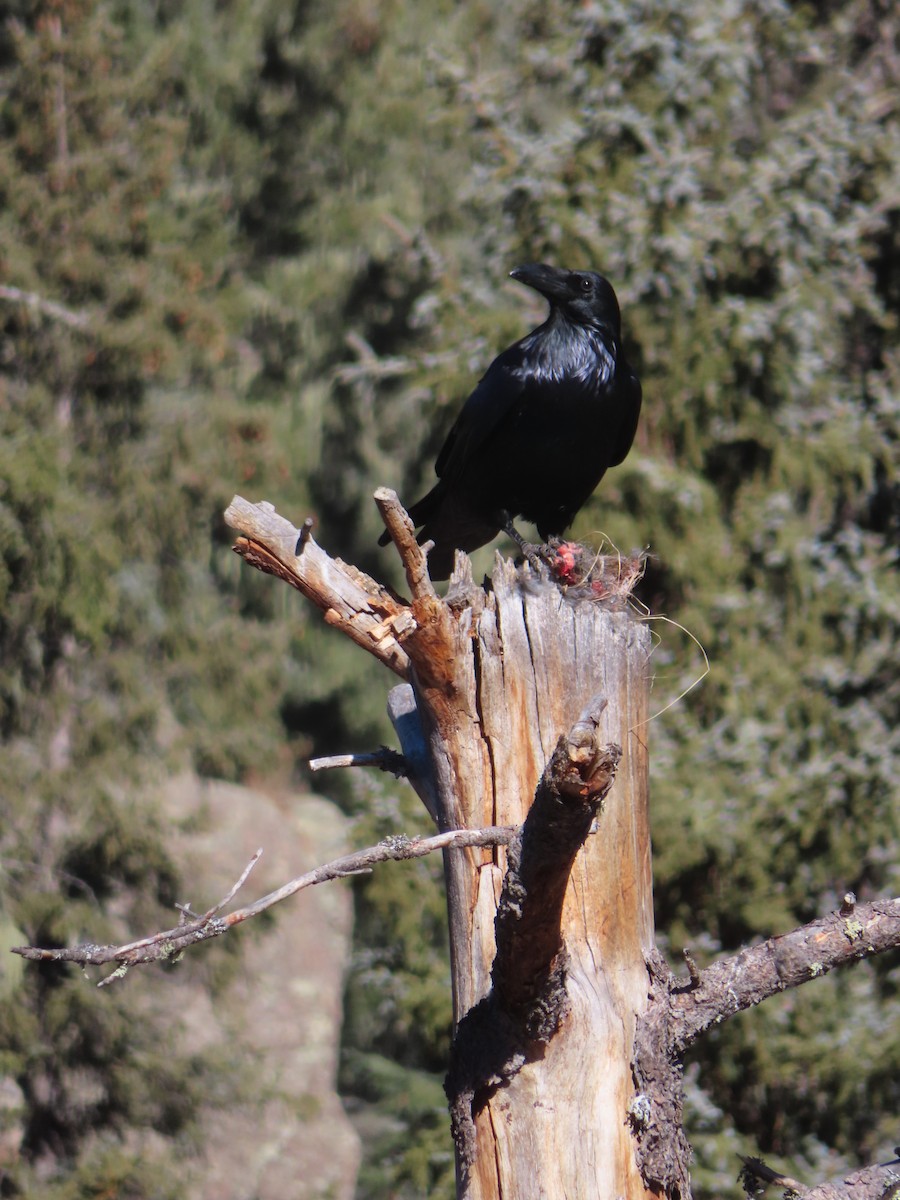 Common Raven - ML646598684