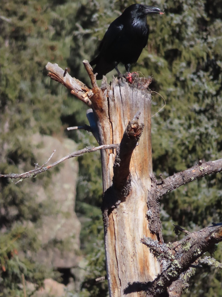 Common Raven - ML646598685